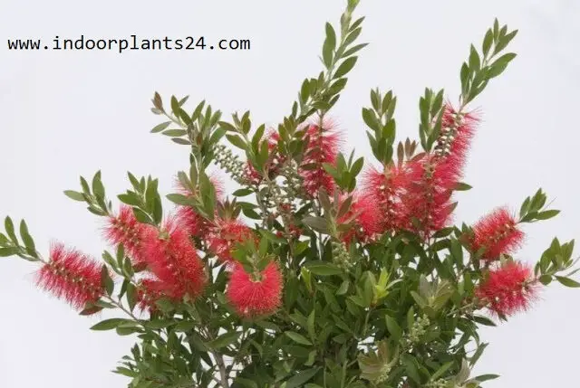 Callistemon Citrinus indoor house plant picture