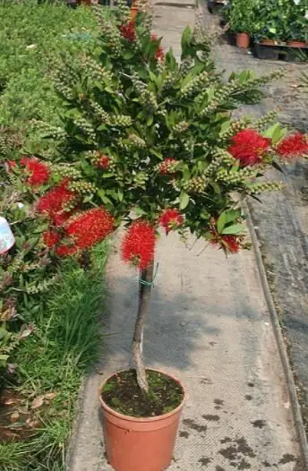 Myrtaceae Crimson Bottle Brush Indoor Plant