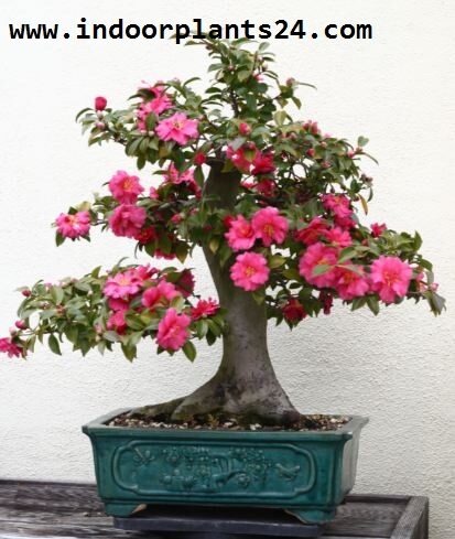 camellia2bjaponica-7588812