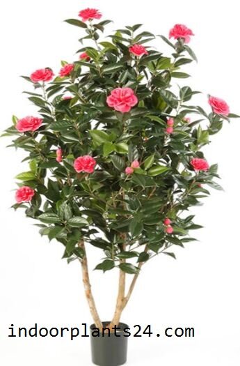 Camellia Japonica 