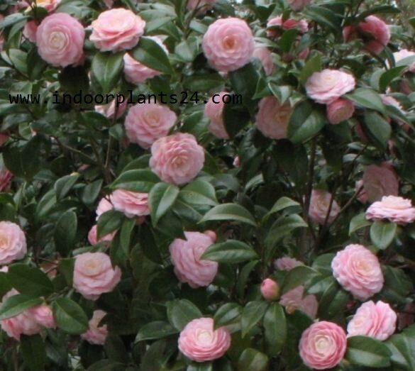camellia2bjaponica2bindoor2bplants-4527868