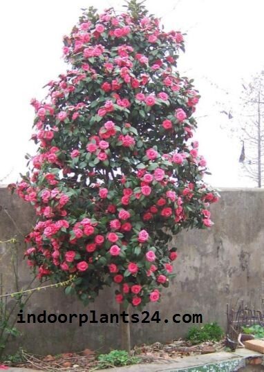camellia2bjaponica2bphotos-6150010