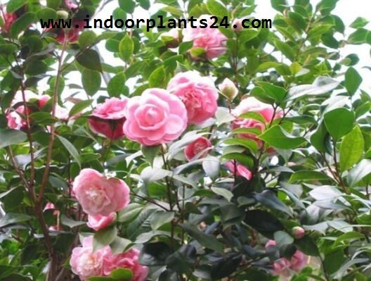 camellia2bjaponica2bplant-1668809
