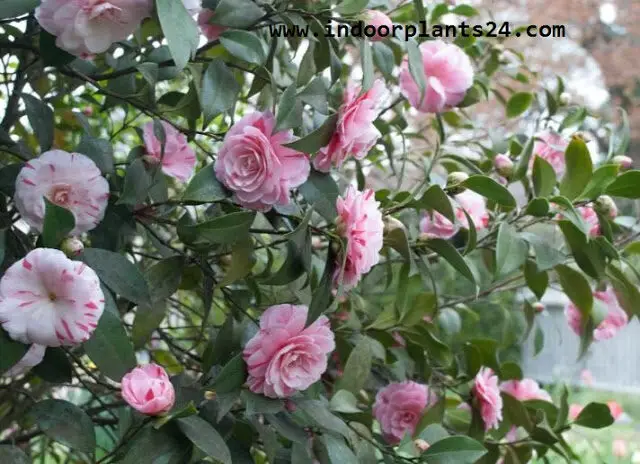 Camellia Japonica Theaceae Camellia Plant IMAGE