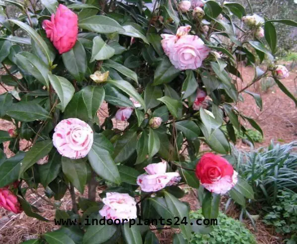 camellia2bjaponica2bplant2bphotos2bpotted-9787935