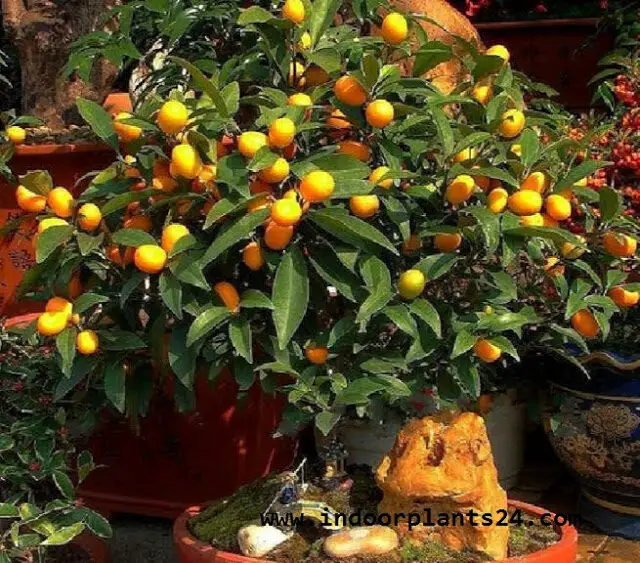 ClTROFORTUNELLA X MICROCARPUS Rutaceae CALAMONDIN PLANT