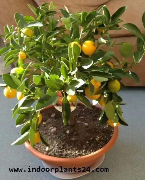 ClTROFORTUNELLA X MICROCARPUS Rutaceae CALAMONDIN PLANT IMAGE