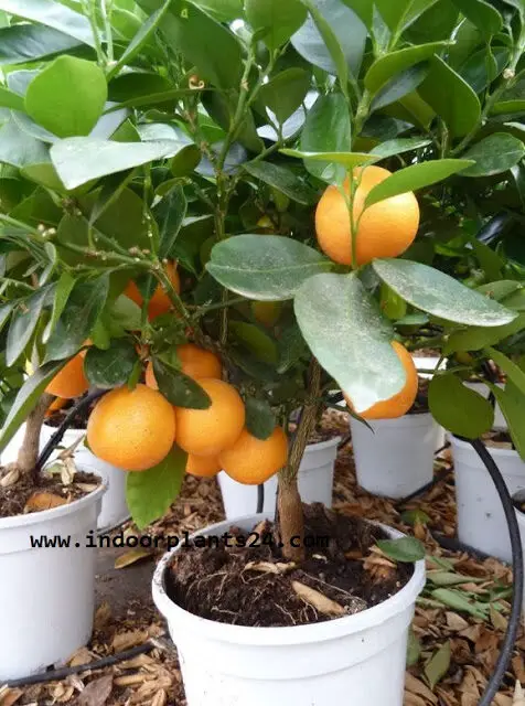  Rutaceae CALAMONDIN PLANT