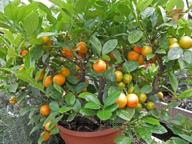  Rutaceae CALAMONDIN PLANT PIC