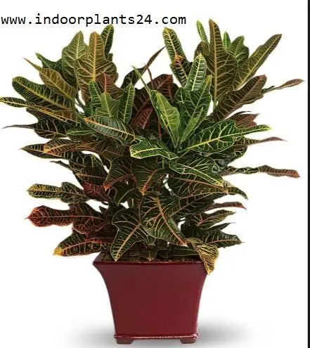 CODIAEUM VARIEGATUM PICTUM PLANT PHOTO