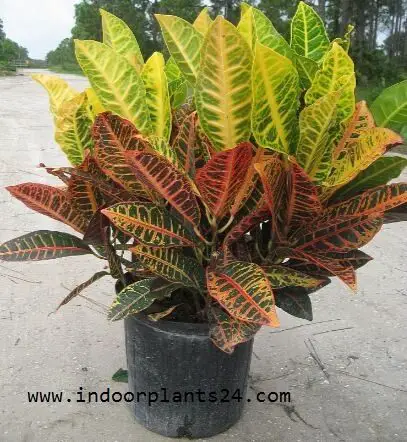 CODIAEUM VARIEGATUM PICTUM