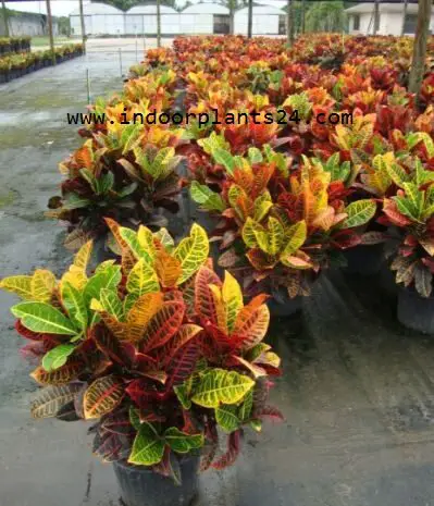 CODIAEUM VARIEGATUM PICTUM PLANT PICTURE