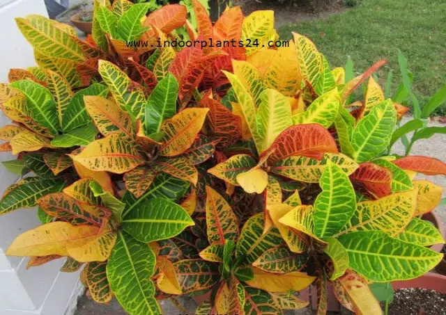 CODIAEUM VARIEGATUM PICTUM PLANT IMAGE