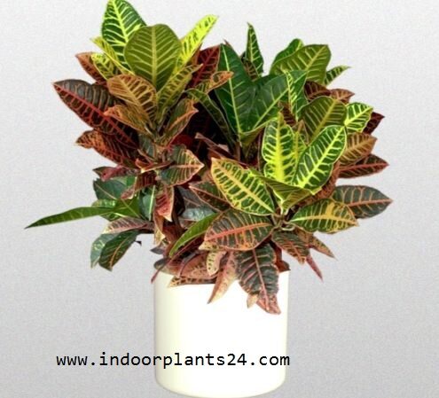 CODIAEUM VARIEGATUM PICTUM PLANT PICTURE