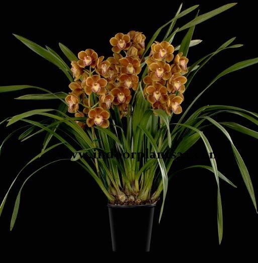 cymbidium2bhybrids2bindoor-8883506