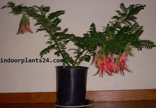 Clianthus Puniceus Leguminosae PARROT’S BEAK Plan