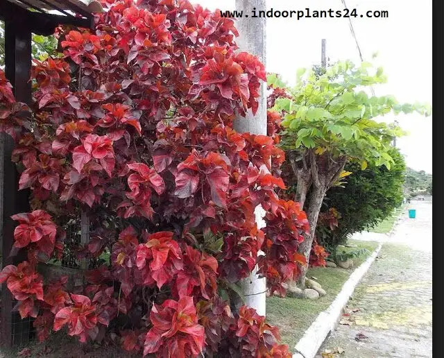 Acalypha Wilkesiana plants picture