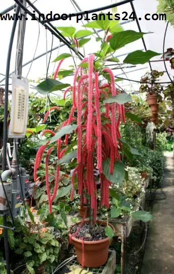 acalypha hispida plants pics