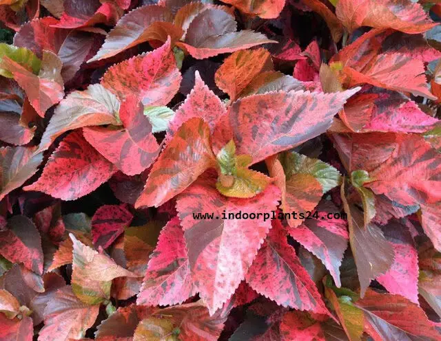 Acalypha Wilkesiana plants