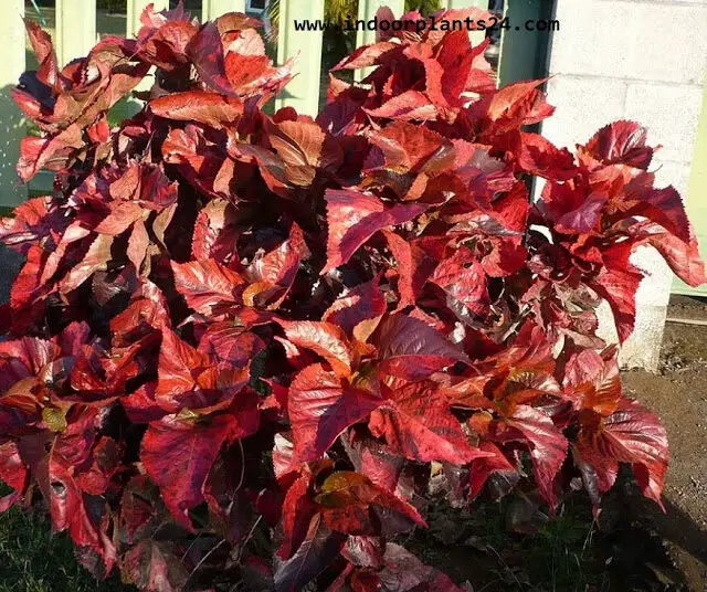 Acalypha Wilkesiana Euphorbiaceae COPPER LEAF Plants 