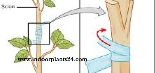 indoor2bplant2bpropagation2bguide2bimage-4770724