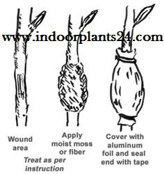 indoor2bplant2bpropagation2bguide2bpicture-7050207