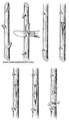 indoor2bplant2bpropagation2bguide2btechnique-6240480