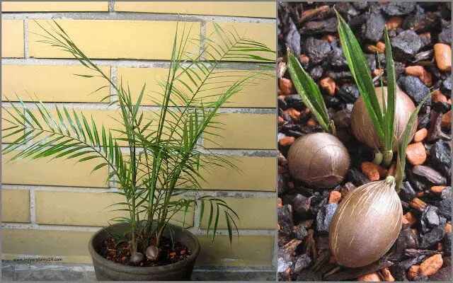 indoor2bpalm2bplant2bidentification-6253147