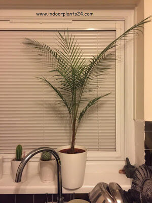 indoor2bpalm2bplants-8273329