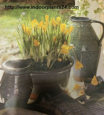 download free indoor planting download free indoor planting