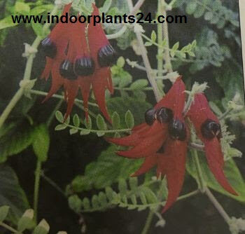 indoor2bplants2b2-9921166