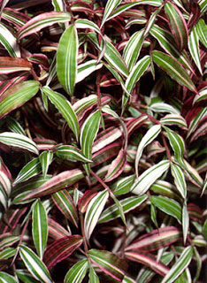 Oplismenus hirtellus Gramineae Basket grass Benefits, Care & Propagation 3 oplismenus.hirtellus 8360554