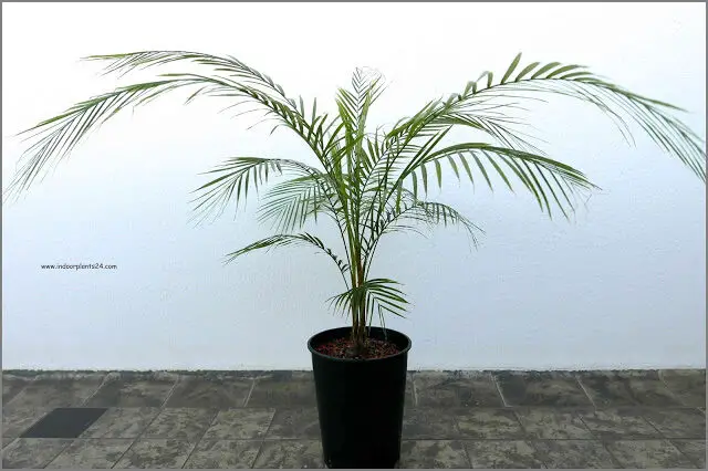 palm2bplant2btypes-3916966