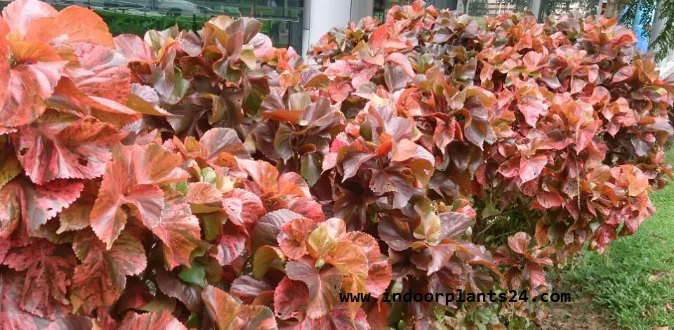 Acalypha Wilkesiana Euphorbiaceae COPPER LEAF 