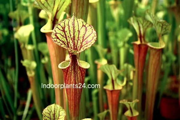 sarracenia_flava2b2528yellow2bpitcher25292b-8186087