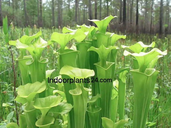 sarracenia_flava2bimage-3810646