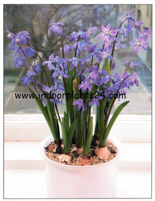 scilla bulbs guidelines