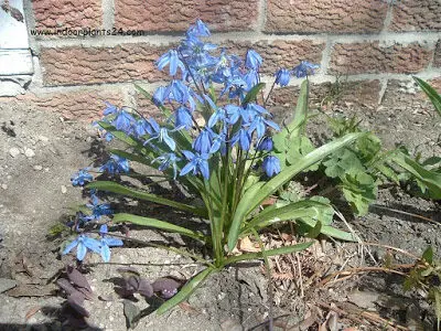 scilla peruviana plant facts