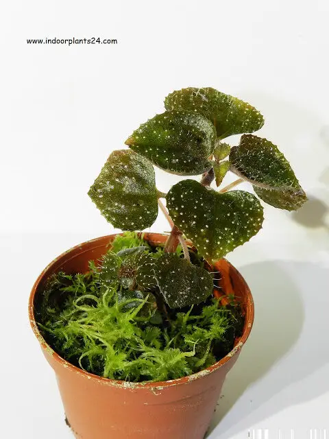 sonerila margaritacea indoors winter care info