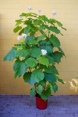 sparmannia2bafricana2bbuy-3172073