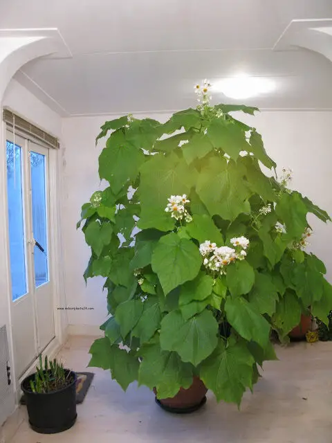 sparmannia2bafricana2bflore2bpleno-6007164