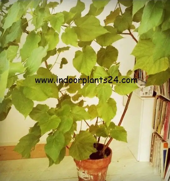 sparmannia2bafricana2bseeds-4452153