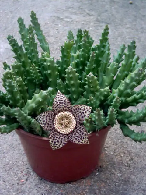 stapelia gigantea flower care information