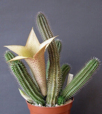 stapelia leendertziae facts and growing tips