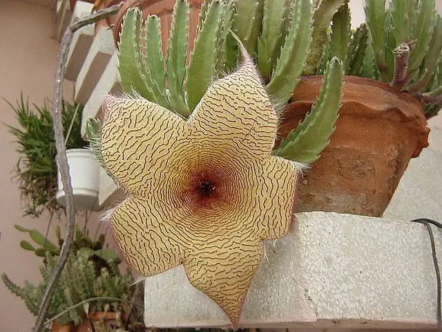 stapelia varieties flower care guide