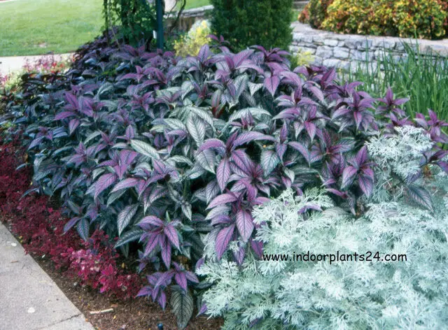 strobilanthes dyerianus houseplant guidelines