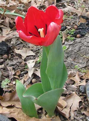 Tulipa Hybrids Liliaceae Indoor House Plant 