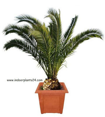 types2bof2bindoor2bpalm2bplants-4506428