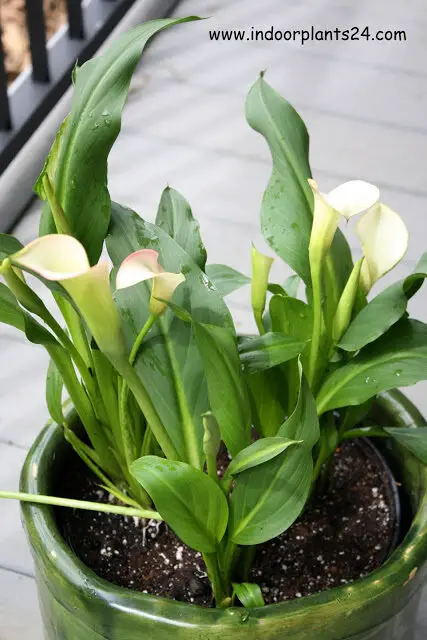 Zantedeschia plant info and pictures