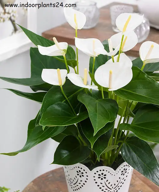 Araceae White calla lily plant information